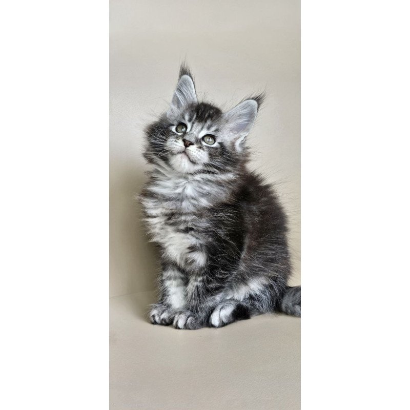 Maine Coon Edward