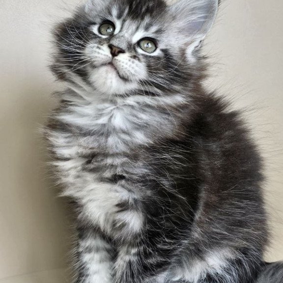 Maine Coon Edward