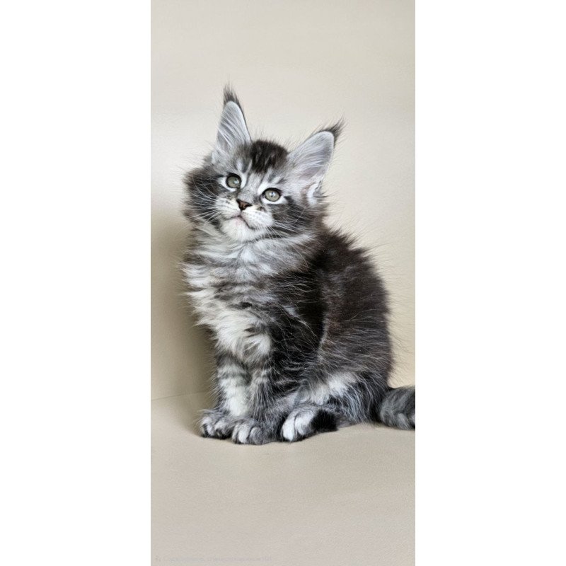 Maine Coon Edward