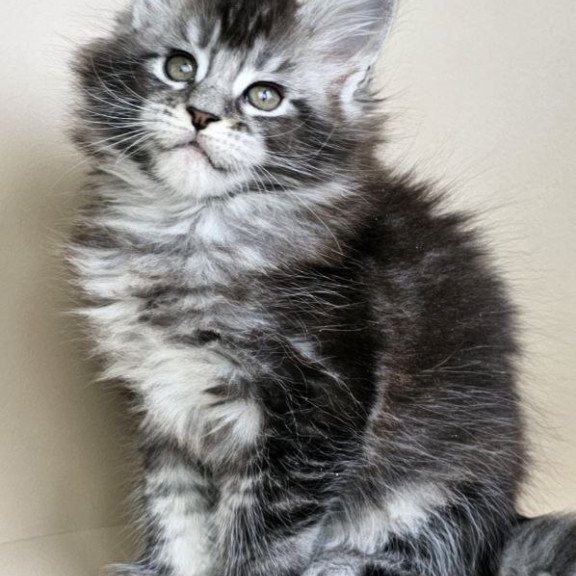 Maine Coon Edward