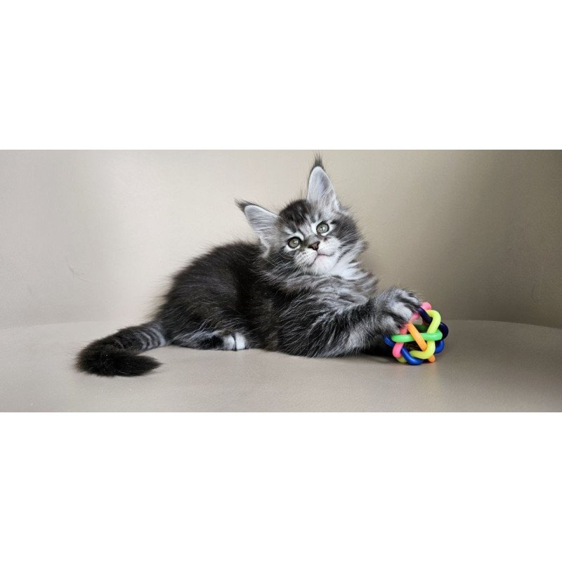 Maine Coon Edward