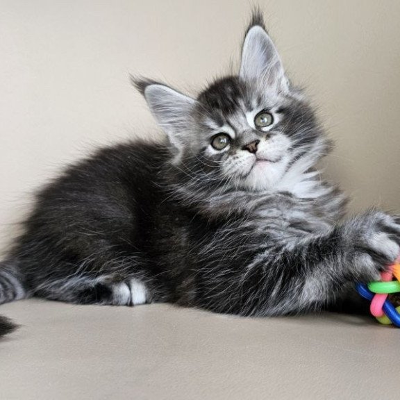 Maine Coon Edward