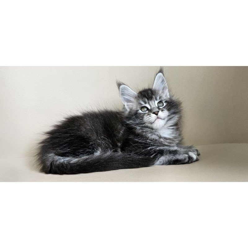 Maine Coon Edward