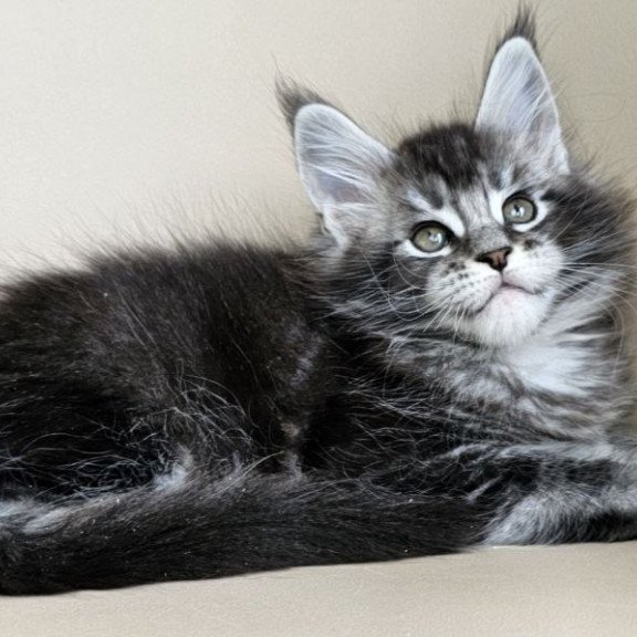 Maine Coon Edward