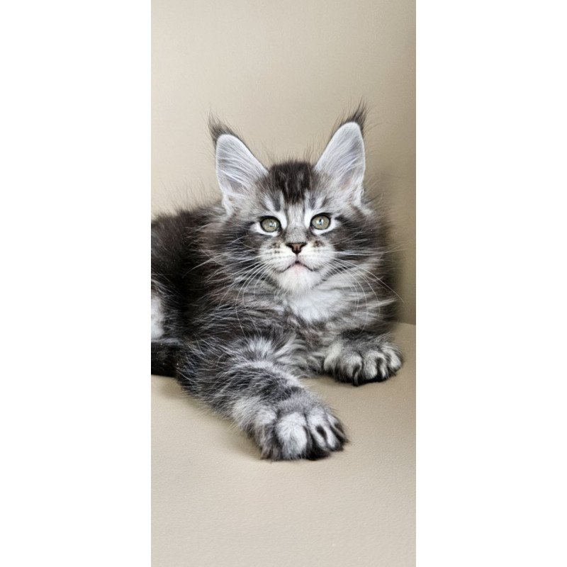 Maine Coon Edward