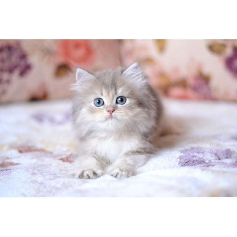 British Gray