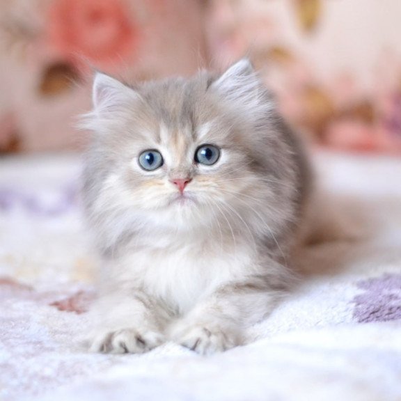 British Gray