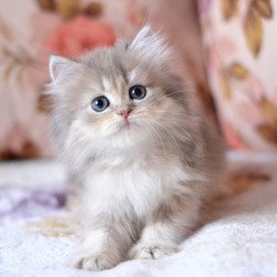 British Gray
