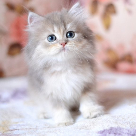 British Gray