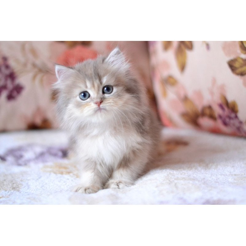 British Gray