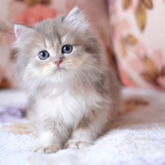 British Gray