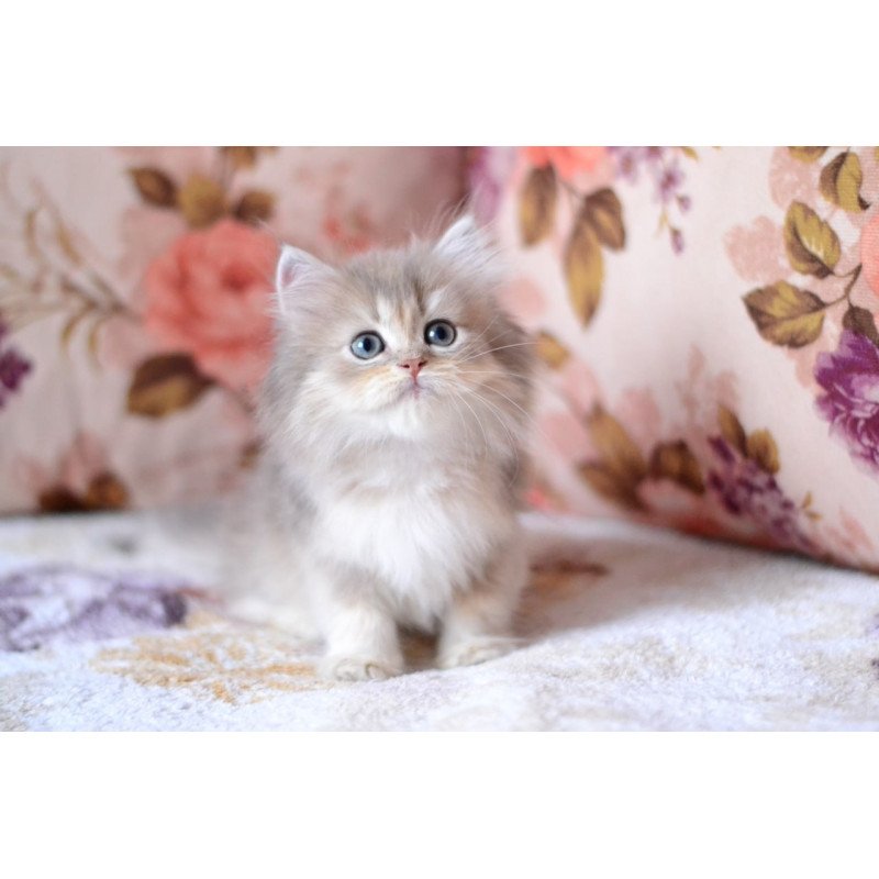 British Gray
