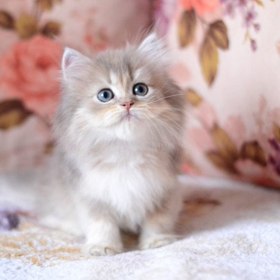 British Gray