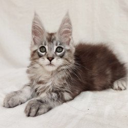 Maine Coon Dzheyk