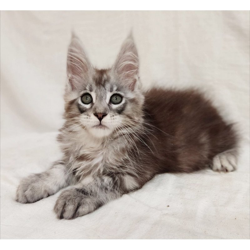 Maine Coon Dzheyk