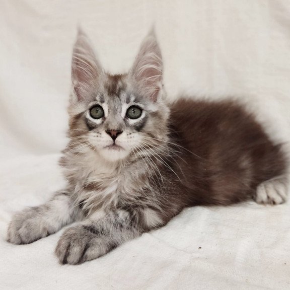 Maine Coon Dzheyk