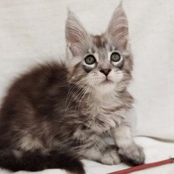 Maine Coon Dzheyk