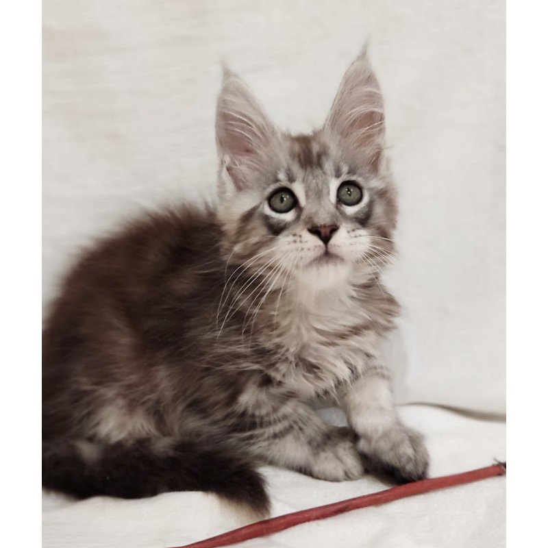 Maine Coon Dzheyk