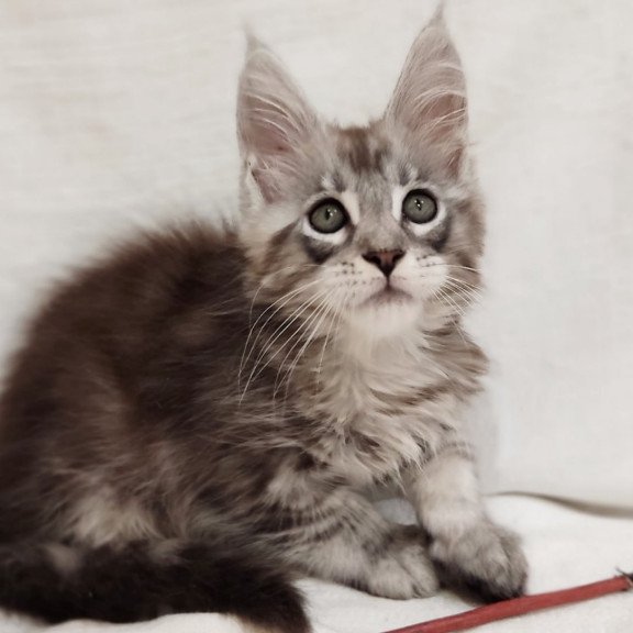 Maine Coon Dzheyk