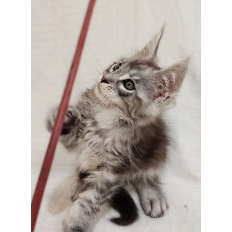 Maine Coon Dzheyk