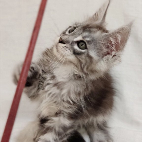 Maine Coon Dzheyk