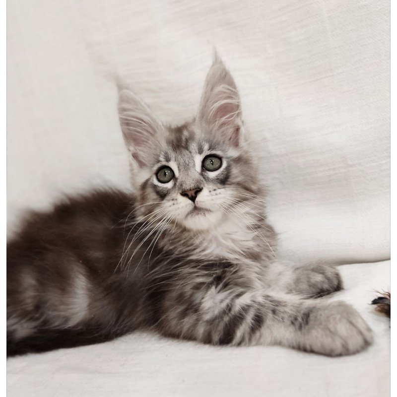 Maine Coon Dzheyk