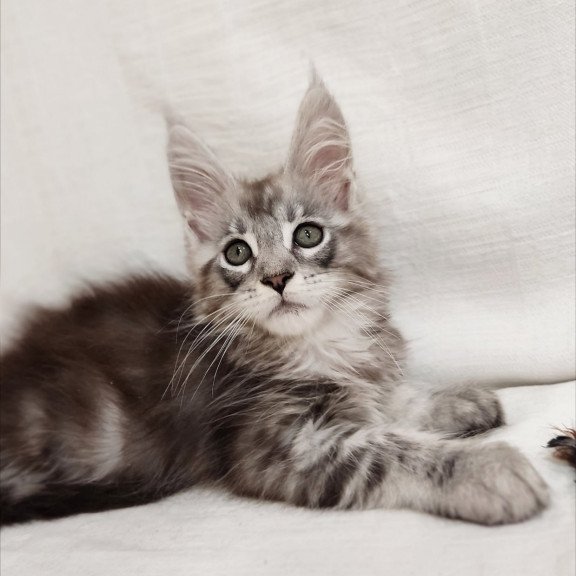 Maine Coon Dzheyk
