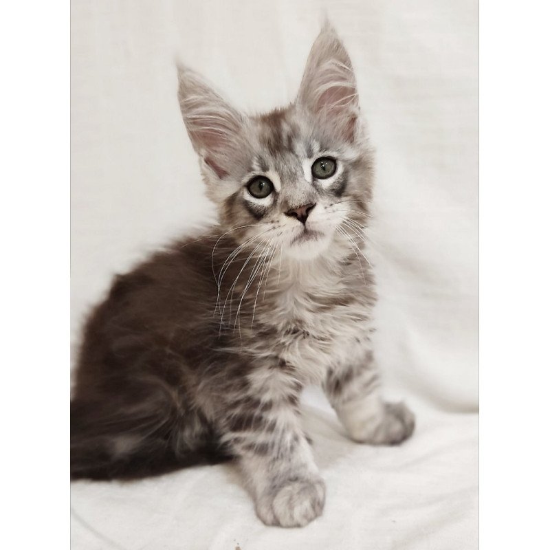 Maine Coon Dzheyk
