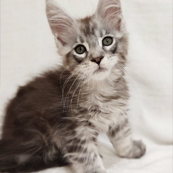 Maine Coon Dzheyk