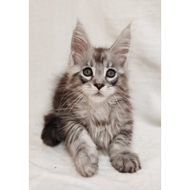 Maine Coon Dzheyk