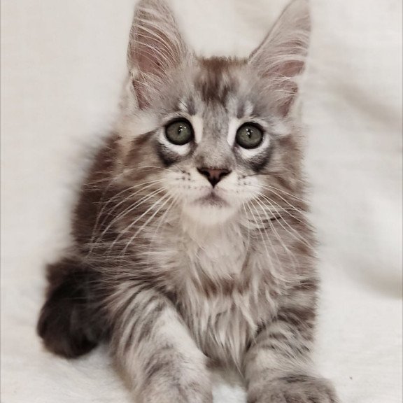 Maine Coon Dzheyk