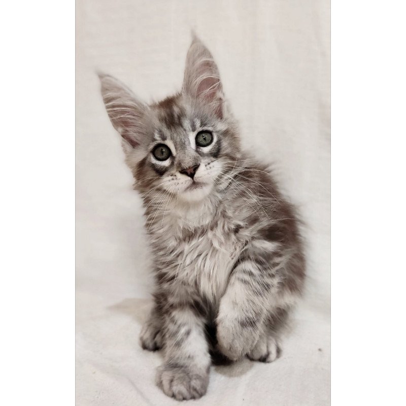 Maine Coon Dzheyk