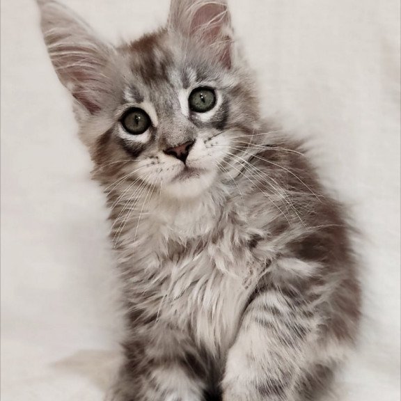 Maine Coon Dzheyk