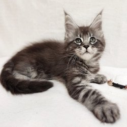 Maine Coon Drive