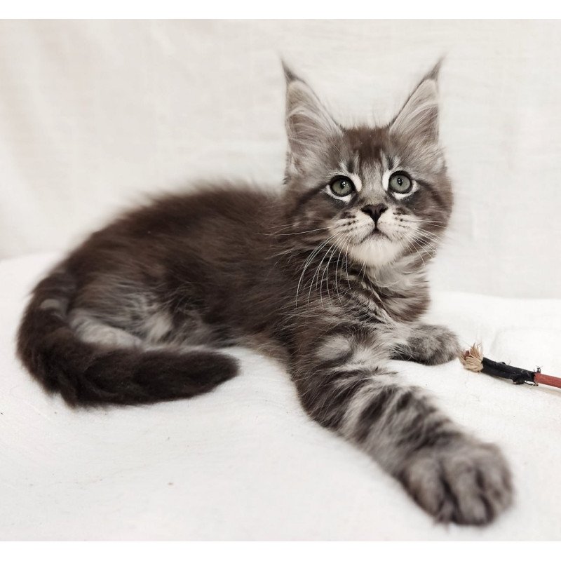 Maine Coon Drive