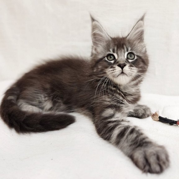 Maine Coon Drive