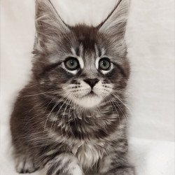 Maine Coon Drive