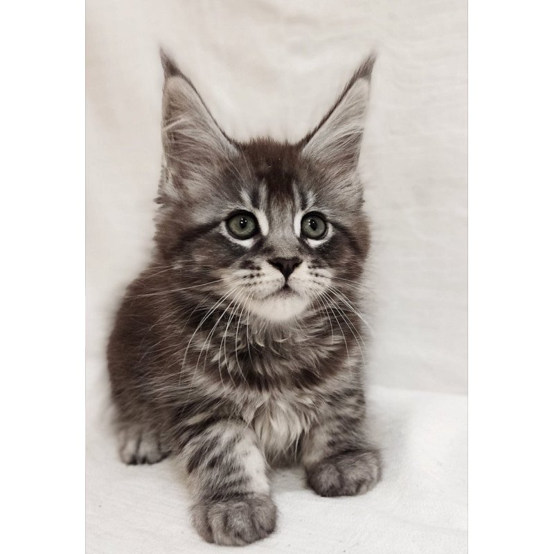 Maine Coon Drive