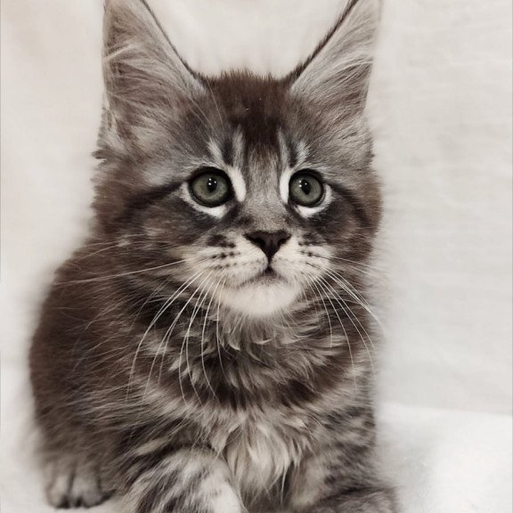 Maine Coon Drive