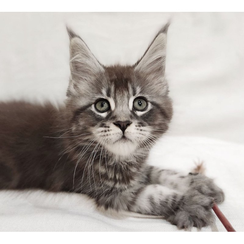 Maine Coon Drive