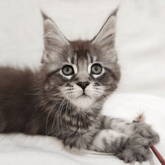Maine Coon Drive