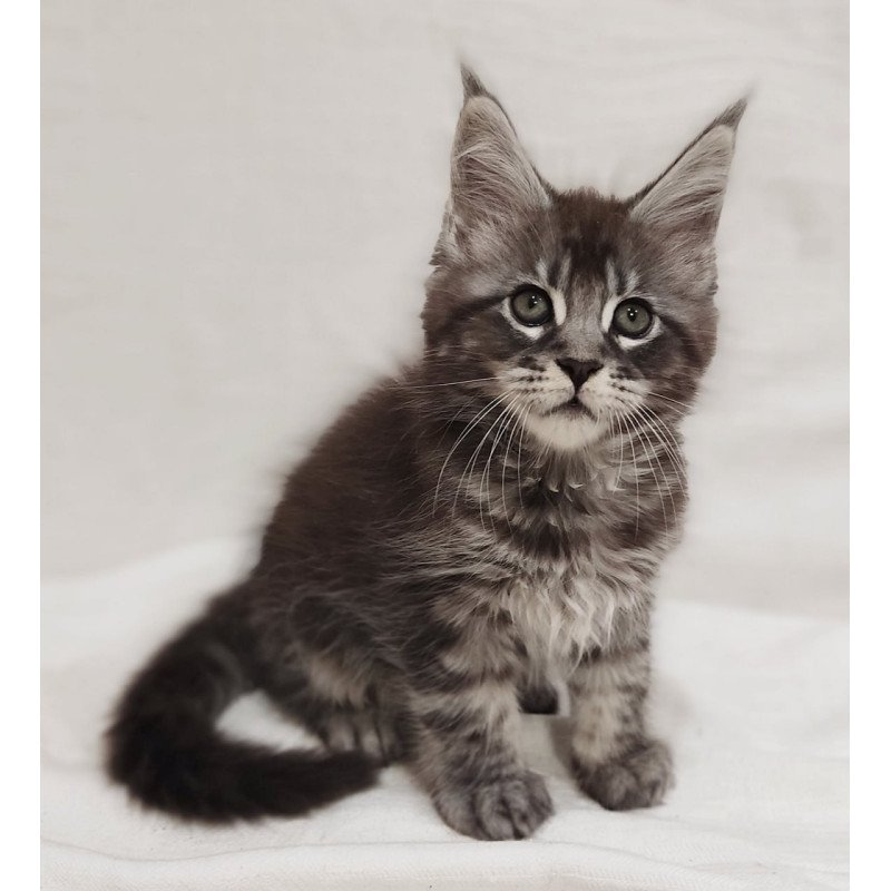 Maine Coon Drive