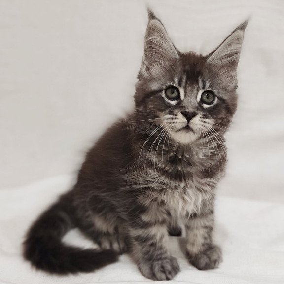 Maine Coon Drive