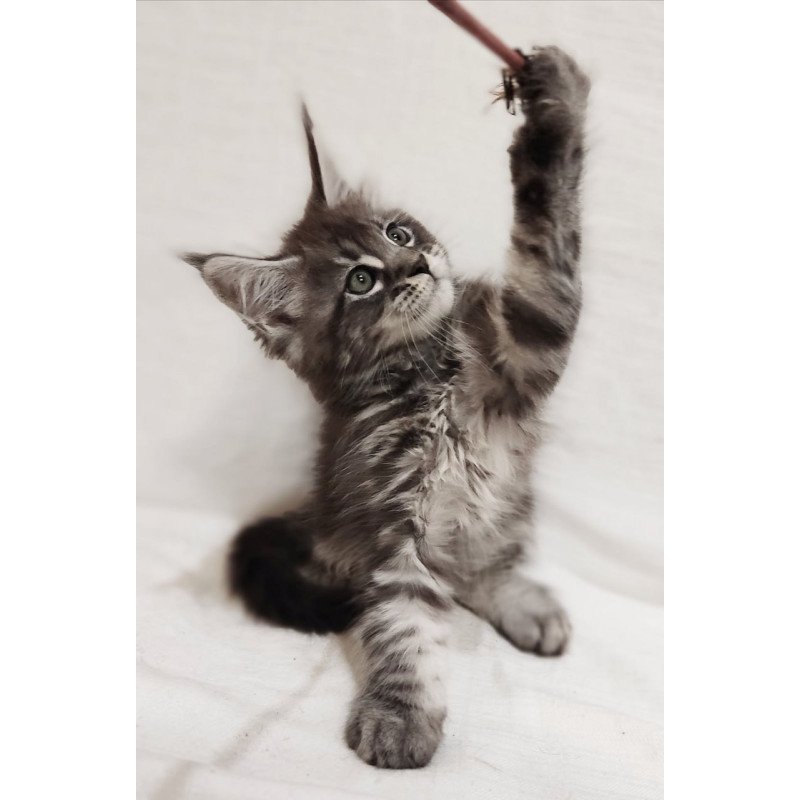 Maine Coon Drive