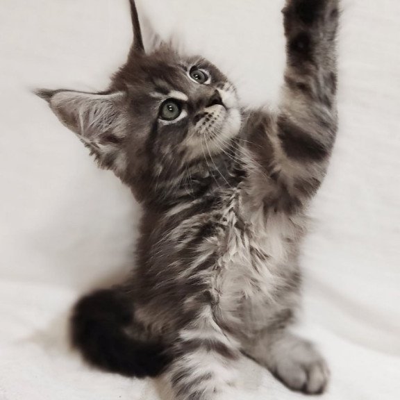Maine Coon Drive