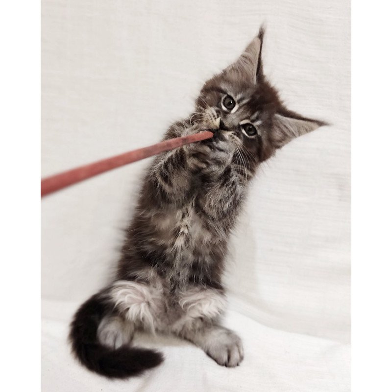 Maine Coon Drive