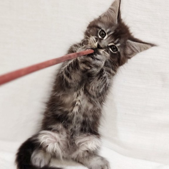 Maine Coon Drive