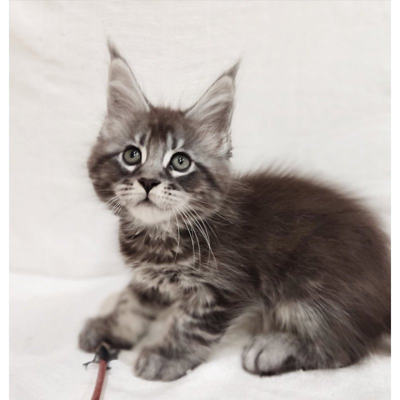 Maine Coon Drive