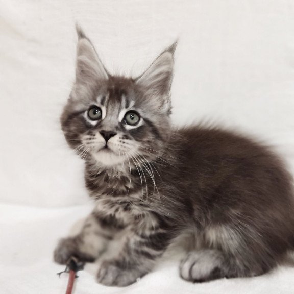 Maine Coon Drive