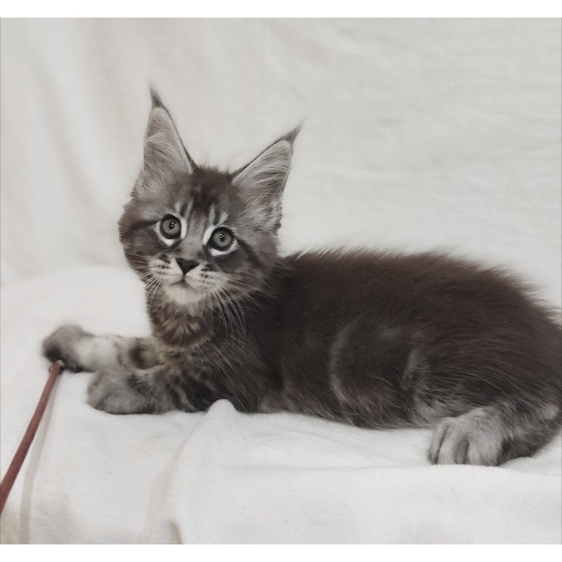 Maine Coon Drive